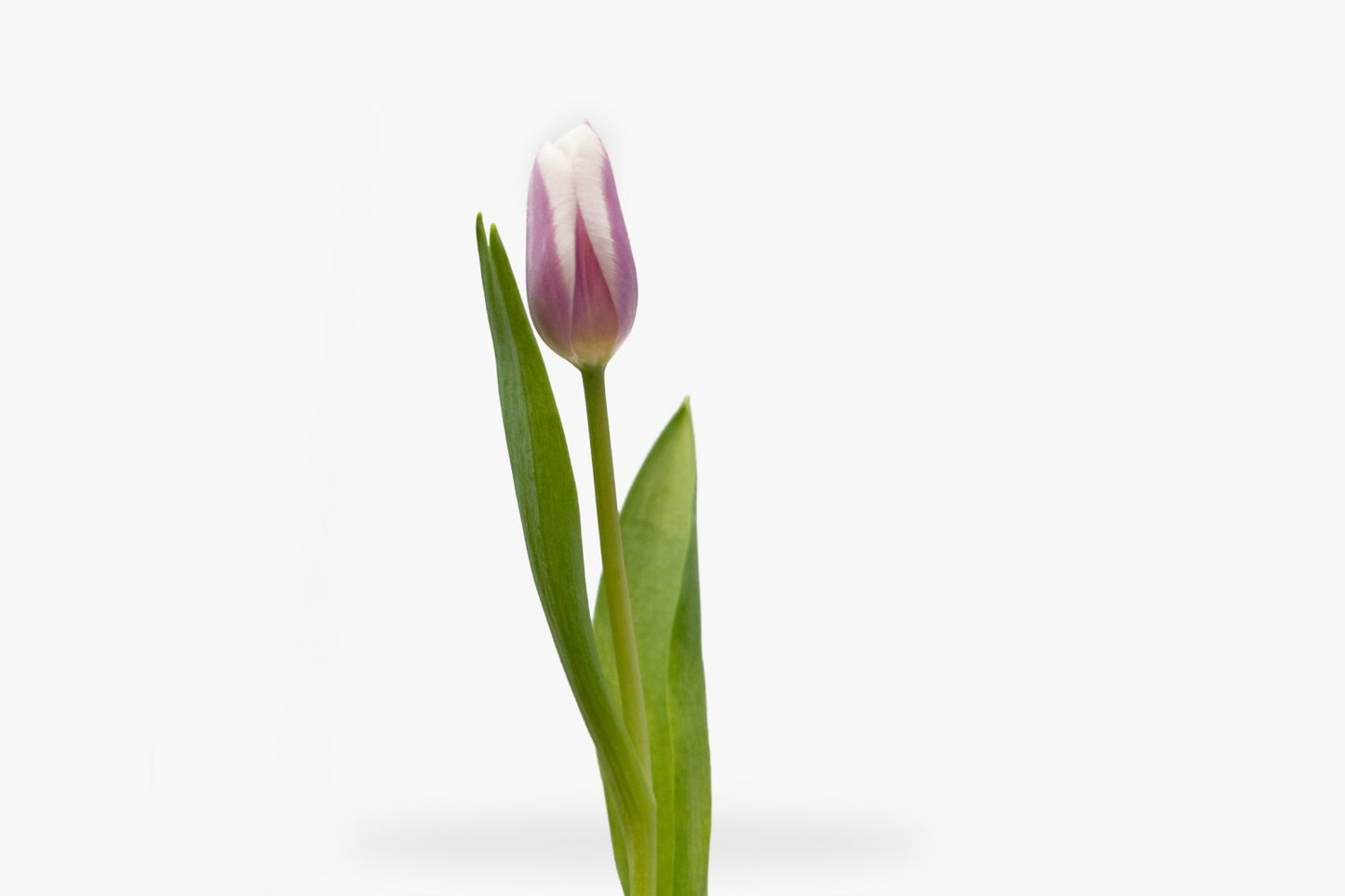 Design 18